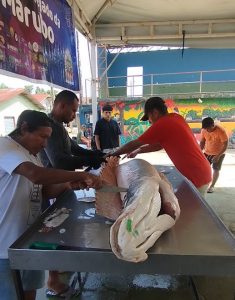 Homens a cortar um pirarucu de grande porte sobre bancada de inox, com título sobre a 4.ª Feira do Pirarucu Manejado em Atalaia do Norte.